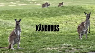 Kängurus live  erlebt.
