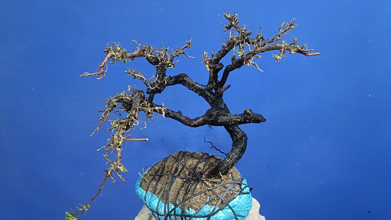 ( đã gl)M 623. Gl ace cây cẩm thị mi ni 250k lh 0783 494 527 Huê 