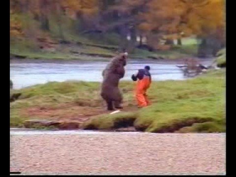 Video: Hvordan Du Skal Oppføre Deg Når Du Møter En Bjørn