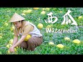 This summer can’t be without watermelon【滇西小哥】 image