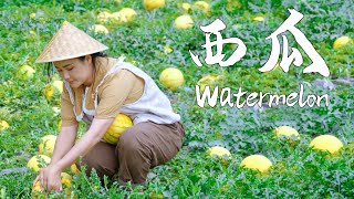 This summer can’t be without watermelon【滇西小哥】 screenshot 2