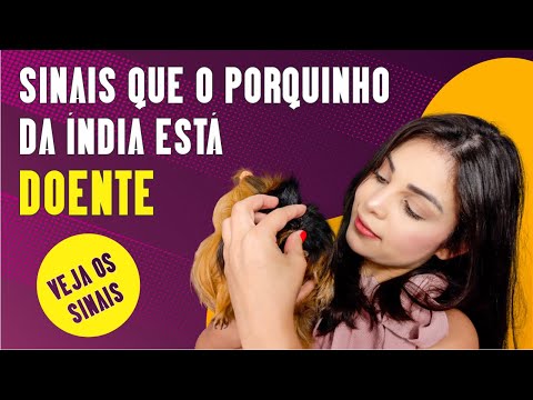 Vídeo: Como Entender Que Um Roedor Doméstico Está Doente