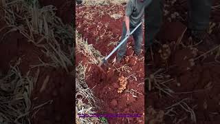 Digging Ginger Like A Pro? Watch This Farmers Tool Hack No More Sore Back