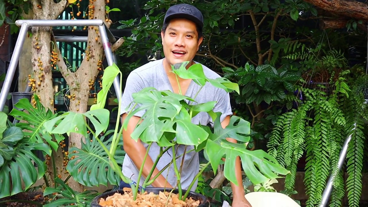 แนะนำวิธีเตรียมดินปลูก มอนสเตร่า Monstera - สวนข้างบ้านฉัน ep37