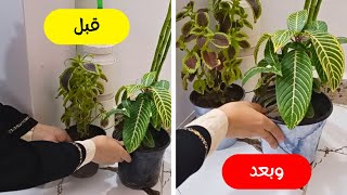 فكرة منزلية بسيطة تضيف لمسة ديكور أنيقة