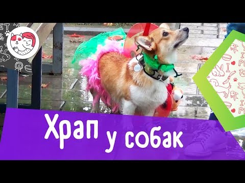 5 причин храпа у собак