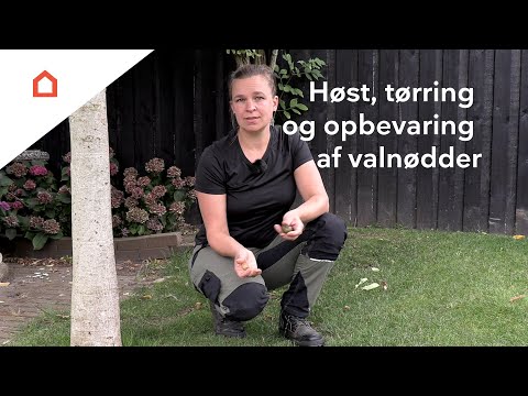 Video: Hvornår Skal Jeg Høste Egekost Til Et Bad?