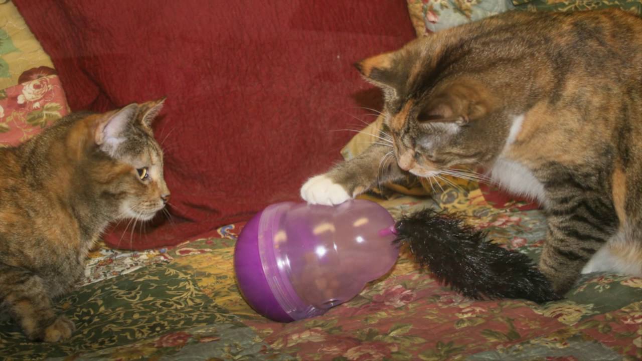 kong cat wobbler