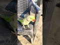 #parrot #talkingparot #funny #mithukibatain #nonstoptalkingparrot #talkingparrot #comedy #talking