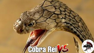 COBRA REI - Ophiophagus hannah | Biólogo Henrique
