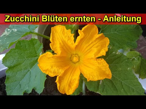 Video: Kochen mit Kürbisblüten: Tipps zum Ernten von Kürbisblüten