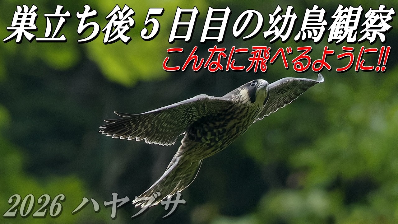 STUNNING: [Fledgling Peregrine Falcon] Can they really fly this