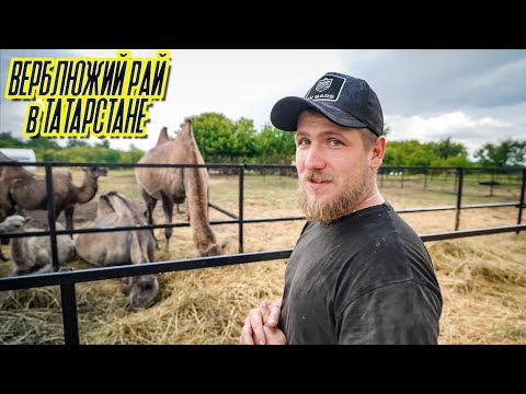 ПОЕЗДКА на ФЕРМУ ВЕРБЛЮДОВ в ТАТАРСТАН Где находятся ВЫБРОШЕННЫЕ ХАСКИ