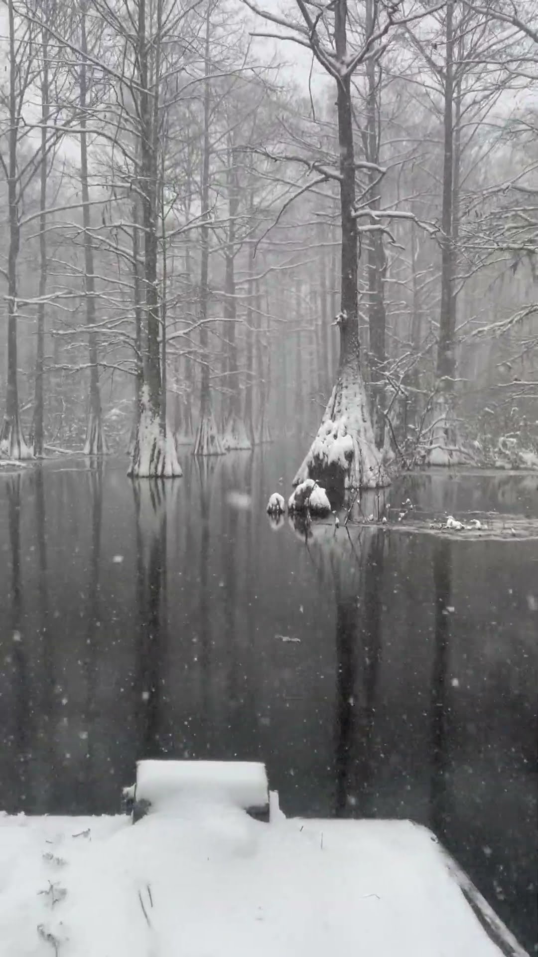 Snowy White Cypress Tree Swamp || ViralHog