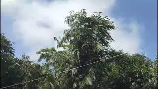 Keindahan di pedesaan yang asri, dan di penuhi dengan  hijaunya keindahan persawahan. 