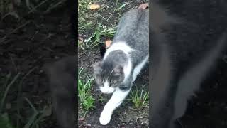 КОШЕЧКА И ВОРОНЫ.