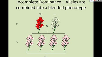 patterns of inheritance