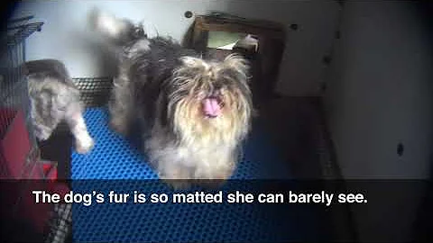 Ervin Bontrager USDA Licensed Puppy Mill in Hillsb...