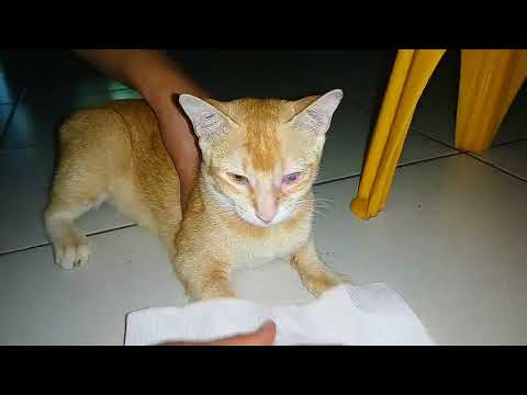 Video: 5 Mga Karaniwang Sakit Sa Cat Na Naapektuhan Ng Nutrisyon
