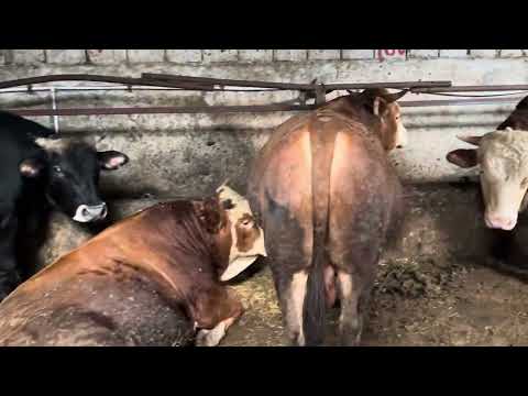 KURBANLIK SATIŞLARIMIZ BİTMEK