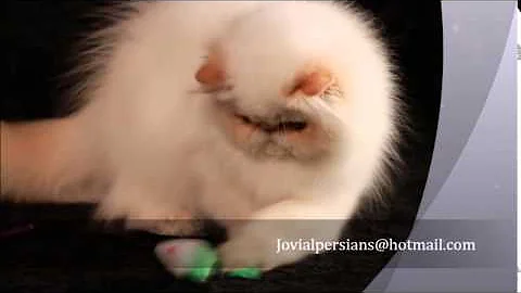 Video 508931: persian himalayan female kitten, cream point himalayan kitten