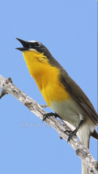 Dengarkan Lagu Burung Chat Dada Kuning!