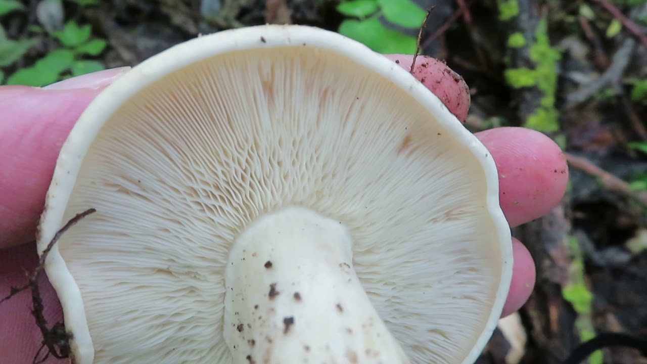 Maipilz (Calocybe gambosa)