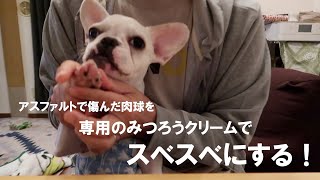 アスファルトでガサついた肉球を、みつろうクリームでいたわる（フレブルちゅたん＃７７）