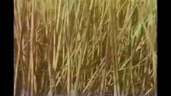 Robert Smithson, Swamp (Re-score)
