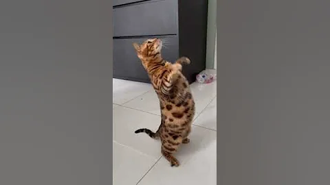 Video 7325801: bengal cat chaton kitten, bengal kitten catlover cute