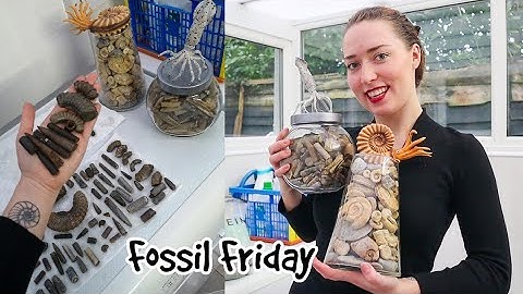 Recent Fossil Finds - Sort & Clean Process -  Fossil Friday