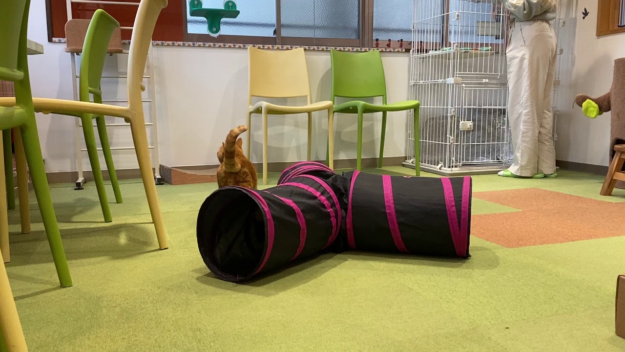 猫カフェ 美観neko ネコちゃんに癒される 倉敷美観地区 あははライフ