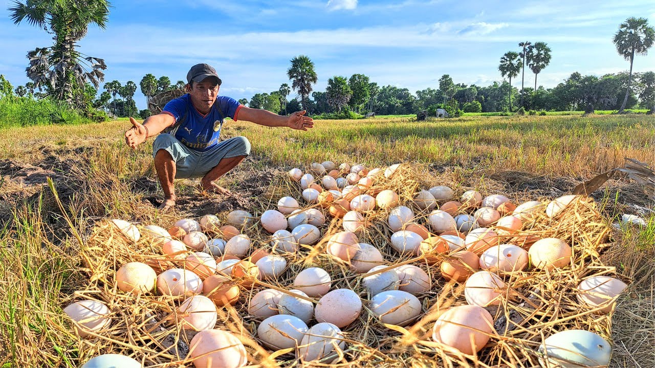 OH unique! Harvesting duck eggs, a lots of on the at field by best hand a farmer