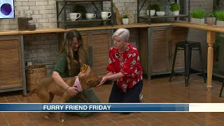 Furry Friends Friday: Energetic Anya is looking for active home, full of love