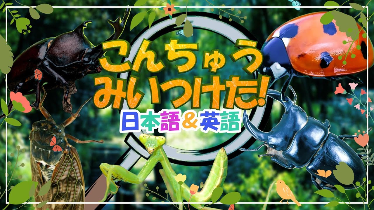 【こんちゅうみぃつけた】こんちゅう発見！ こんちゅうのなまえ！カブトムシ テントウムシ クワガタムシ を日本語＆英語で紹介！