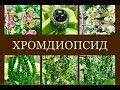 ХРОМДИОПСИД 🌿🍇🌿🍇🌿🍇 Якутский Изумруд 🍇🌿🍇🌿🍇 Ювелирная Энциклопедия 🌿 Леди Самоцвет 🌿🍇🌿