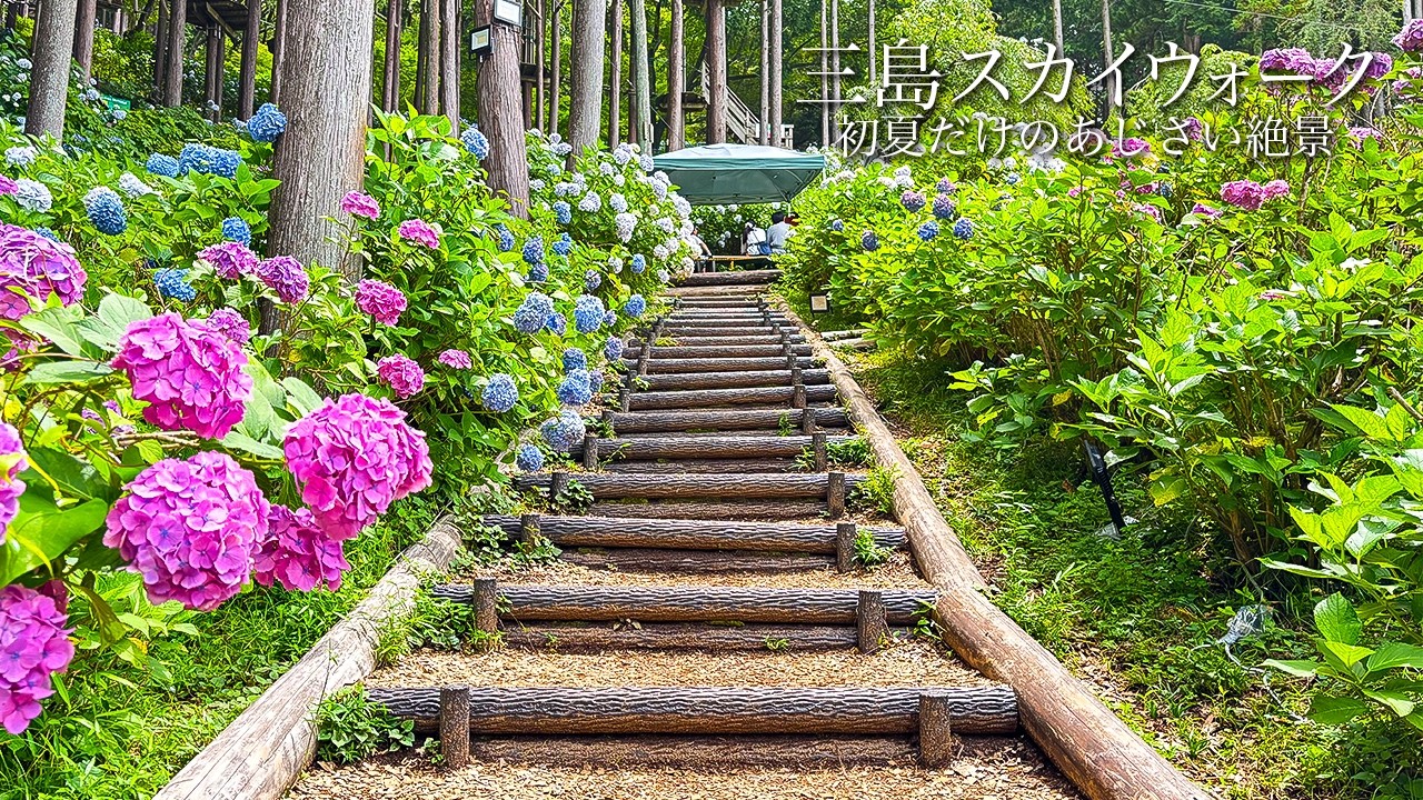 Mishima Skywalk 2026 | Spectacular Hydrangeas of Early Summer