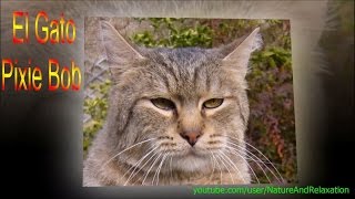El Gato Pixie Bob - Razas de gatos by NatureAndRelaxation 7,037 views 9 years ago 3 minutes, 1 second