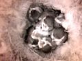 Birdcam_2010-05-08_10-25-45.wmv