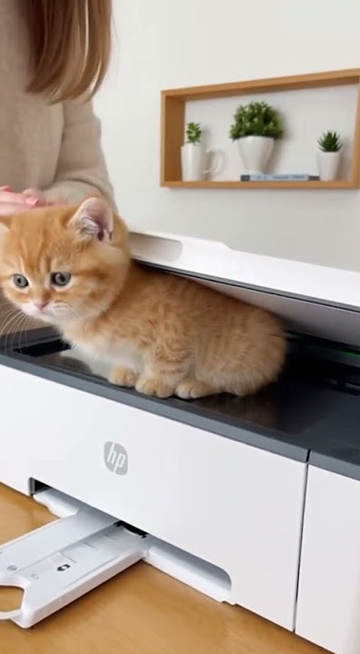 🖨️✨ Magic Cat Copier! Getting 