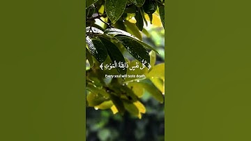﴿ يَا عِبَادِيَ الَّذِينَ آمَنُوا…﴾ سورة العنكبوت بصوت القارئ عبدالرحمن مسعد #قرآن #راحة_نفسية🎧🌿😌