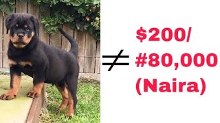 How To Avoid Puppy / Dog SCAMS!!!