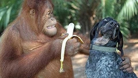 [HT] - 10 loài vật thông minh nhất hành tinh