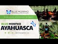 Blue morpho  the best ayahuasca retreat in the world 