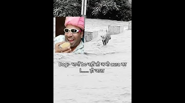 dog भागो BC नहीं तो aura का l...हो जाता dog crossing flooded river viral video #flooded river