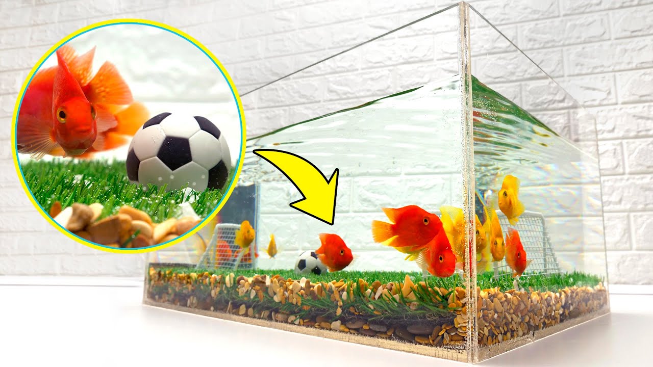 🐠Terrain de Football Pour poissons ! Bricolage d’Aquarium ⚽️