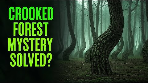 The Mystery of the Crooked Forest