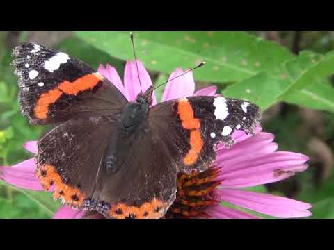 Video: Vlinders Zijn Koolplagen