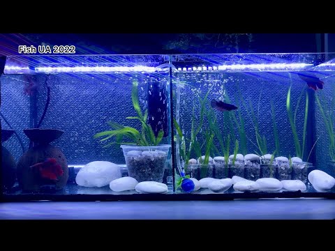 Двойной аквариум для петушков - YouTube