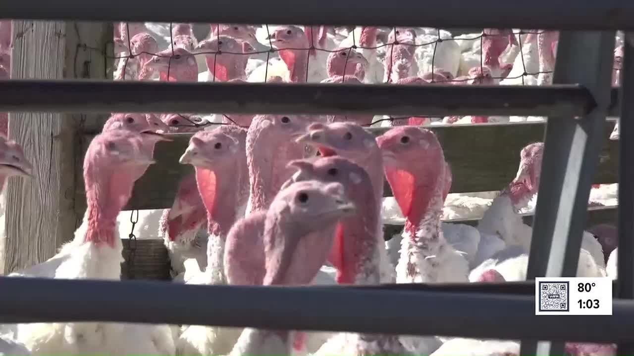 Illinois DNR asks for help tracking turkeys